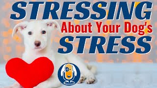 Are You Stressing About Your Dog's Stress? #67