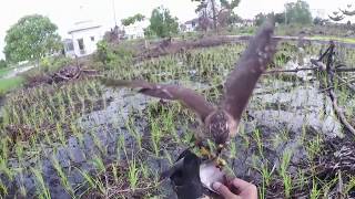 Hunting With Crested Goshawk "Speedy" October 16, 2017