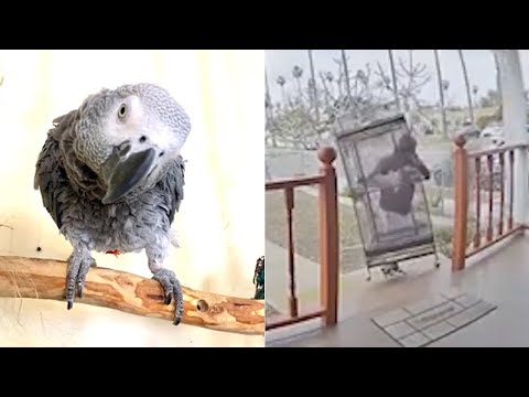 Video shows man snatch parrot, birdcage off OC family's porch