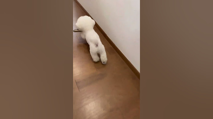 每次睡醒，它都要抢走我的拖鞋，这是什么行为有谁知道？萌宠日常记录 傻狗的日常