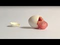 7M+ Views - Albino budgie UNBOXING + bonus video from hatching to 4 weeks - growth stages