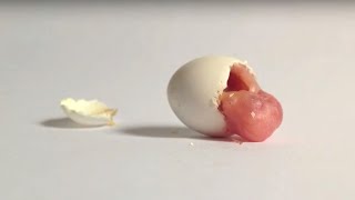 7M+ Views  Albino budgie UNBOXING + bonus video from hatching to 4 weeks  growth stages