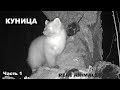 Куница: супер видео с фотоловушки (часть 1). Охотится, бежит от енотовидных собак. Ласка куны