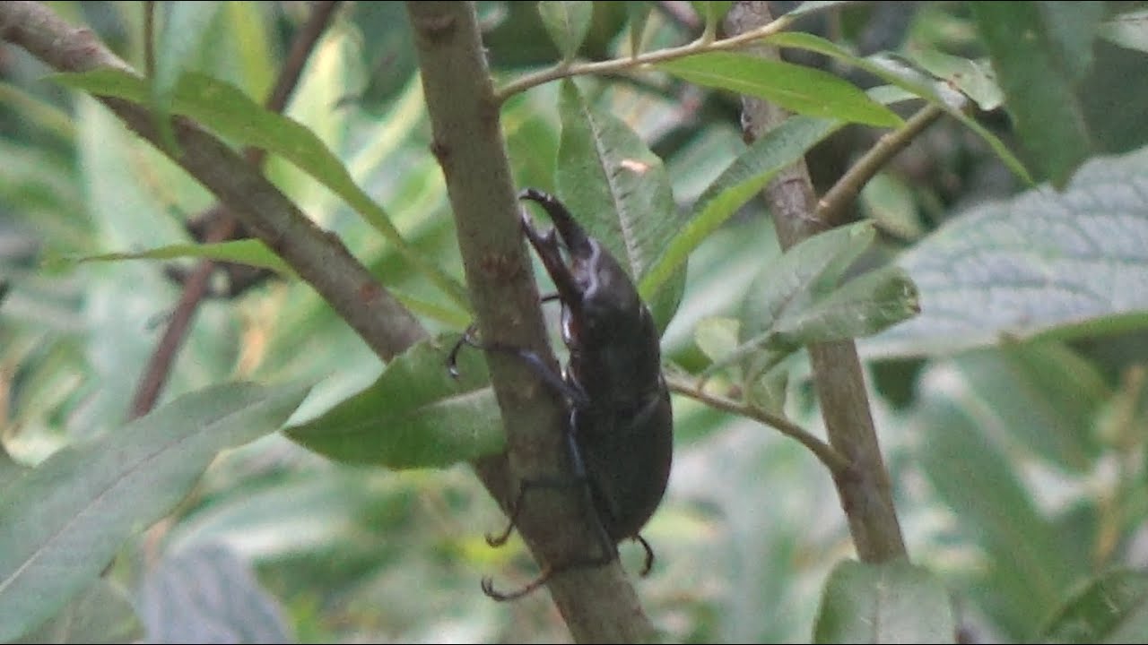 【デカい！】山奥のヤナギに巨大なクワガタがいる！無事に捕獲できるのか！？【2024年カブトムシ・クワガタ採集】