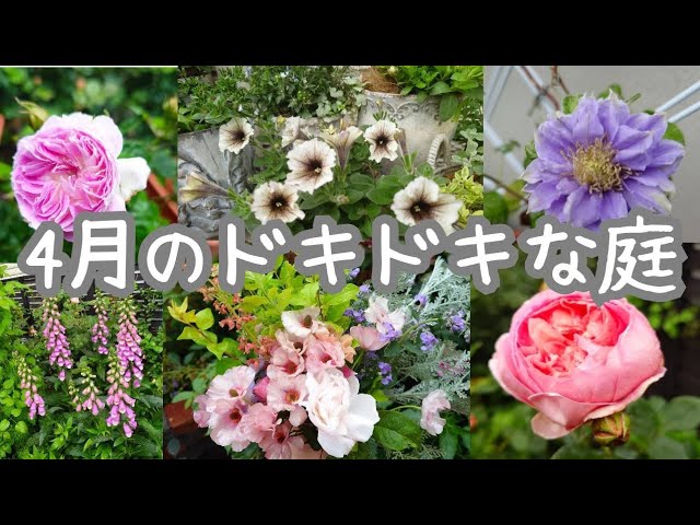 2026.4.26 [An exciting garden in April] #rosegarden #organic