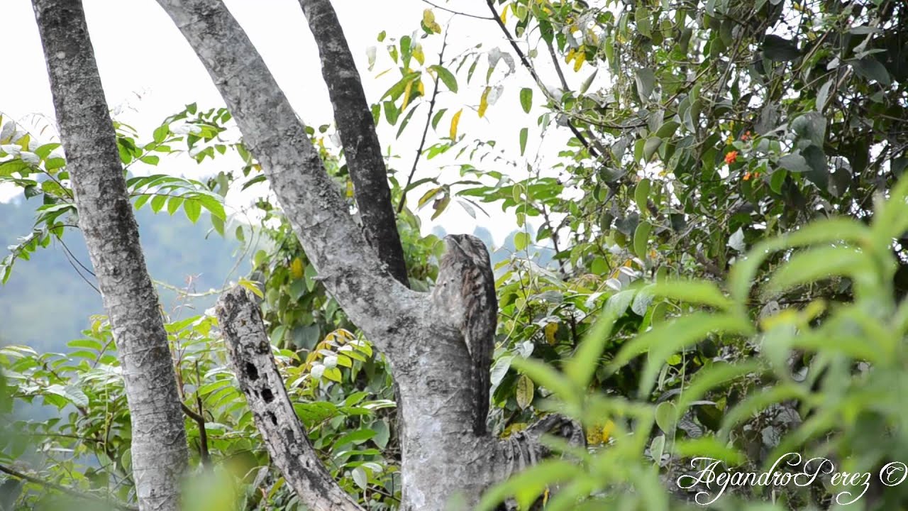 Nyctibius griseus #1 - Common Potoo - "El Romeral" -Caldas y