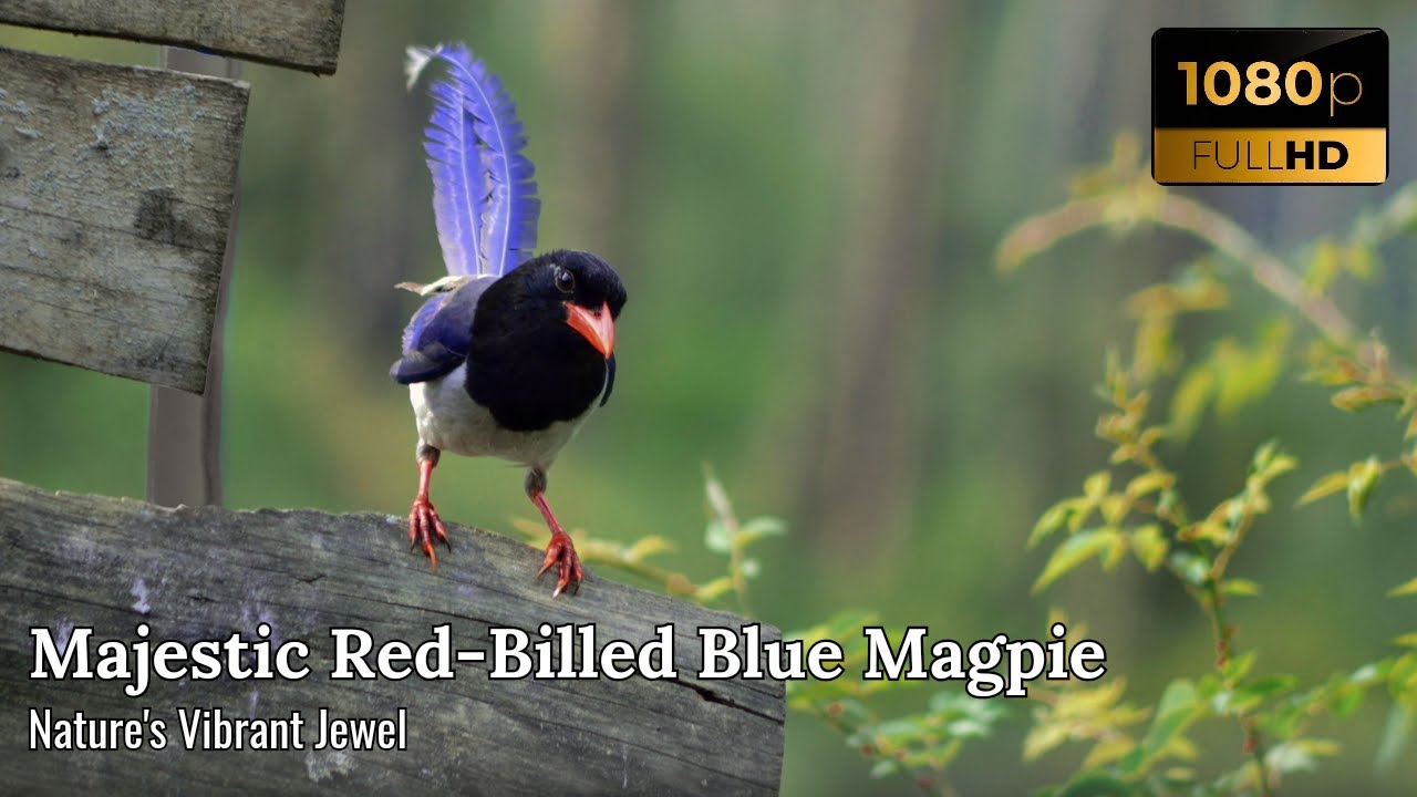 Red Billed Blue Magpie (Urocissa erythroryncha) Discover the Beauty of This Vibrant Himalayan Bird!