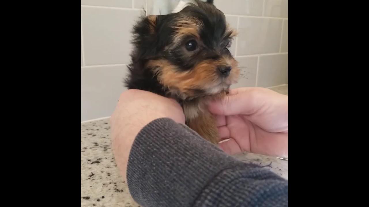 Morkie / Yorkie Instructional Video! How to Tip Ears, Tape Ears, Shave