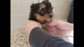 Morkie / Yorkie Instructional Video! How to Tip Ears, Tape Ears, Shave Bottom, Paw Pads and More