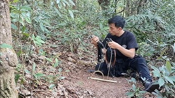 The best traps to catch bird in the forest