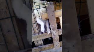 Приютские собаки из г. Колпино ищут дом Приютские собаки из г. Колпино ищут дом