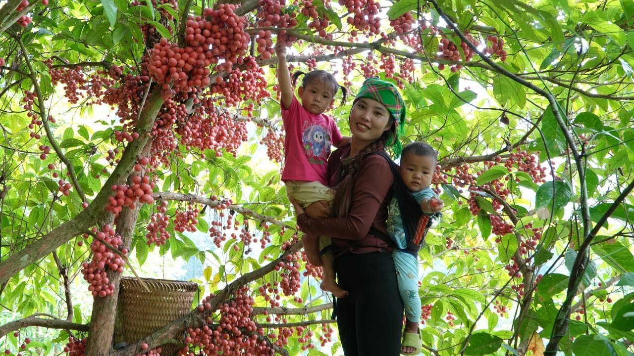 Harvest giant forest fruits to sell at the market - cook fish for little daughter to eat