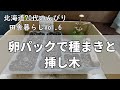 北海道70代のんびり田舎暮らしVOL.6「たまごパックで種まき、紫陽花、マーガレットの挿し木」