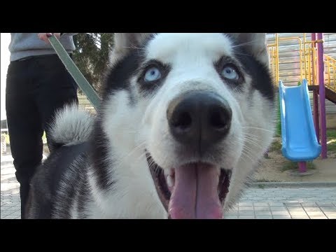 \"ცხოველი უენოა მას უფრო მეტად მცოდნე ექიმი ჭირდება\"-ვეტერინარია  რეგულირებადი პროფესია ხდება