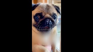 Funny Pets Doing Crazy Things 🐶 Best Moments - Purrs And Pranks Best Moments #12