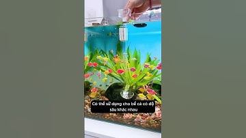 Ống cho cá ăn thông minh - Kiểm soát thức ăn hiệu quả giúp bể luôn sạch #aquarium #youtubeshorts
