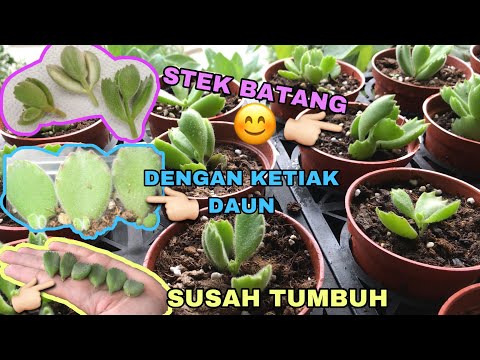 Video: Perawatan Sukulen Cakar Beruang: Tumbuh Sukulen Cakar Beruang