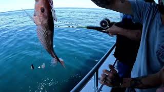Deep Sea Fishing with Little River Fishing Fleet/ Calabash NC (American Red Snapper) Little River Deep Sea Fisking
