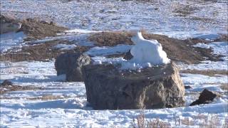 Tannerite White Lightning vs Snow Animals.....