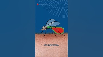 Mechanism of a Mosquito Bite
