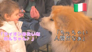 Akita Inu 'SANGO' meets a cute Italian girl.