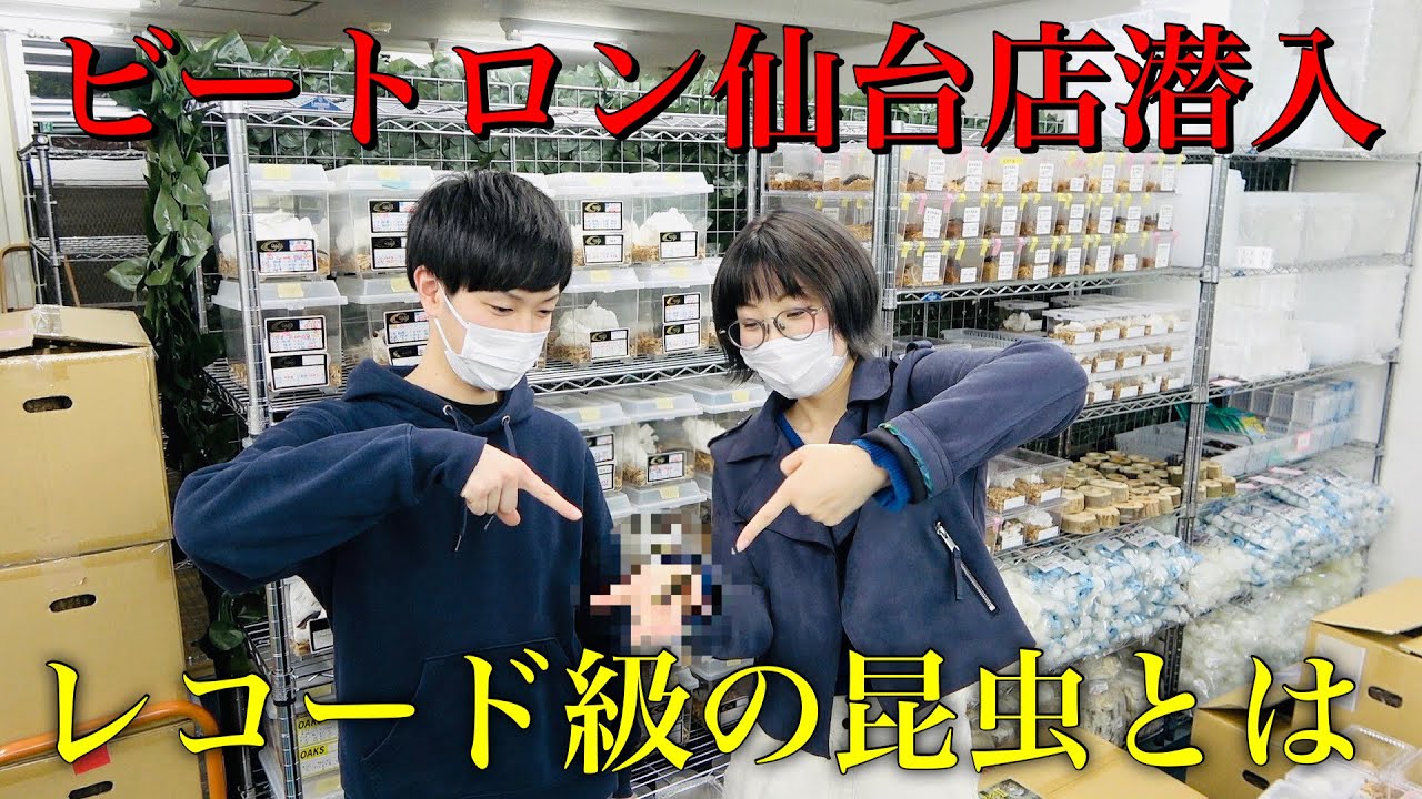 東北最大級！昆虫ショップの新店舗オープン前に貴重な昆虫を見せてもらった