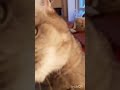 Масяня ждет котят #short #ourpets
