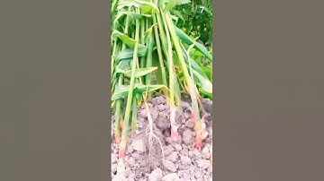 Petani Panen Jahe dengan Hasil yang Sangat Memuaskan #Shorts