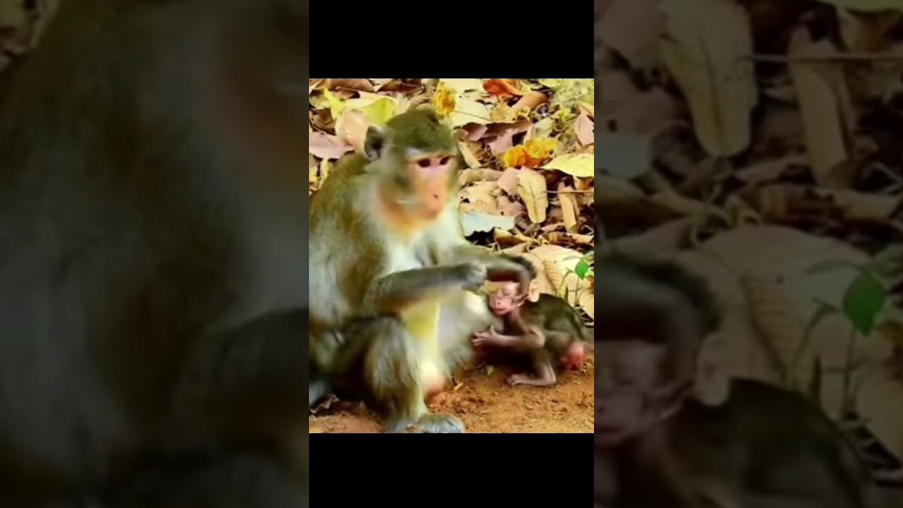 mother monkey beats her baby