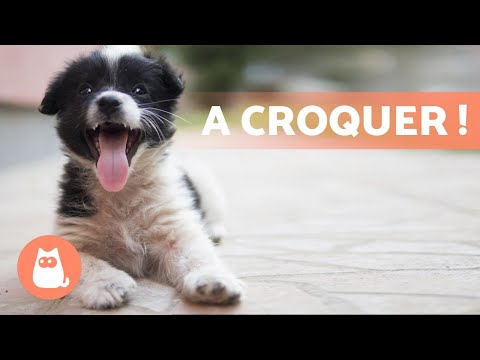 Vidéo: Annonce des meilleurs chiens sur le Web: les gagnants des Barkies 2014!