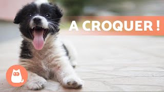 CHIOTS MIGNONS et DRÔLES 🐶 Vidéos de chiots adorables !