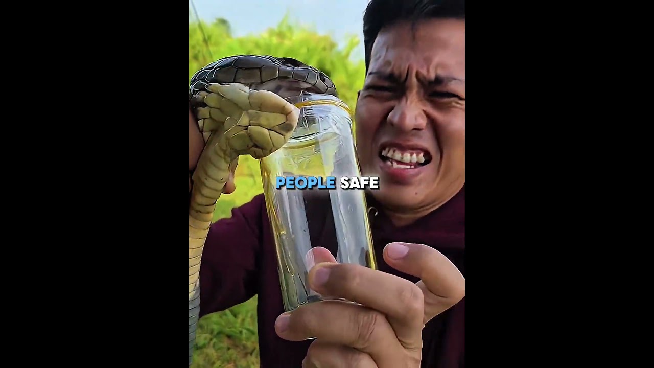 This King Cobra Refused to Let Him Go! #animals #usa