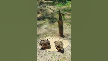 Fantastic Bird Trap Using Paper And Bamboo Shoots #youtubeshorts
