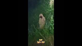 Jangan lupa paket lengkap like komen and share sebanyak banyaknya 🔥📷