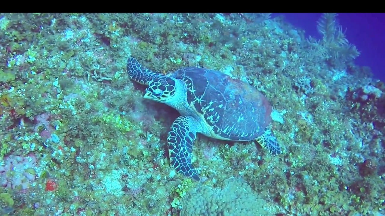 Hawksbill Sea Trutle - Sandals Ochi Scuba Diving - YouTube
