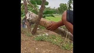 tes petasan bambu