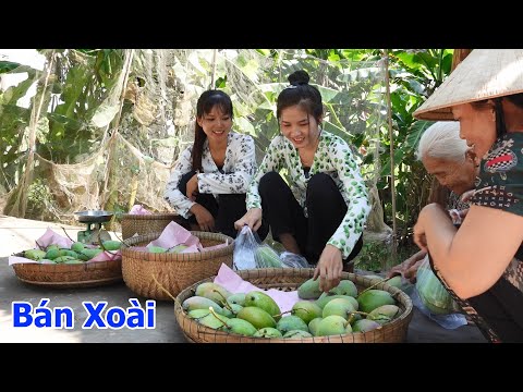Video Hái Xoài Đài Loan Nhà Trồng Đem Ra Đường Lộ Bán Cho Bà... - youtube