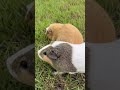 Guinea pigs - breakfast #guineapig #pet #cute