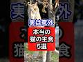 【実は意外】猫の本当の主食5選を獣医師が解説 #保護猫 #獣医師 #cat #猫 #ネコ #ねこ #ねこのいる生活 #猫のいる暮らし #猫動画