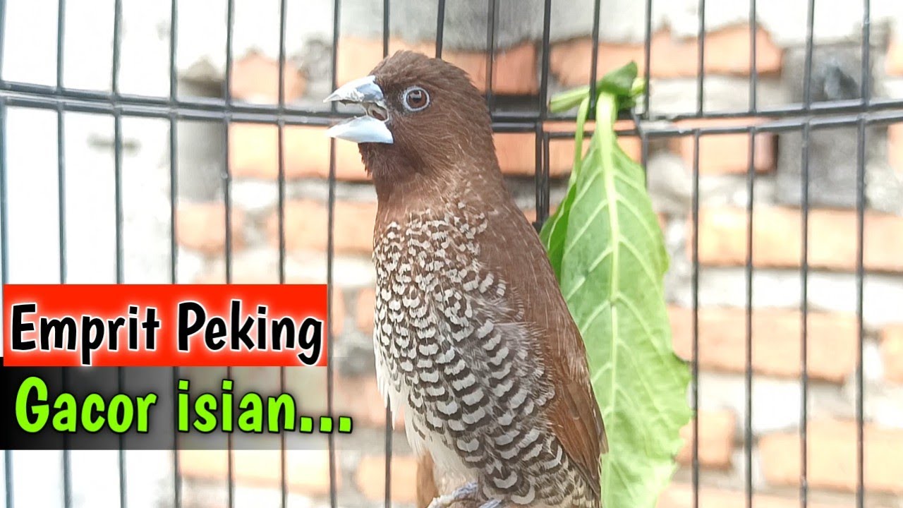 Burung Emprit Gereja: Sejarah, Habitat, dan Fakta Menarik