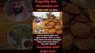 Cow Dung Is Not Impure...it Is The Prasad Of Mother Cow