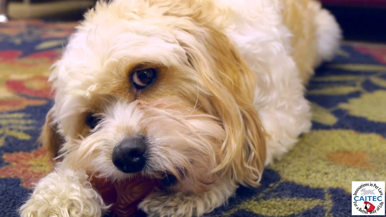 Snowflake Fetch Ball - YouTube