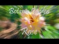 Botanic garden, Rose  (11.07.2020)