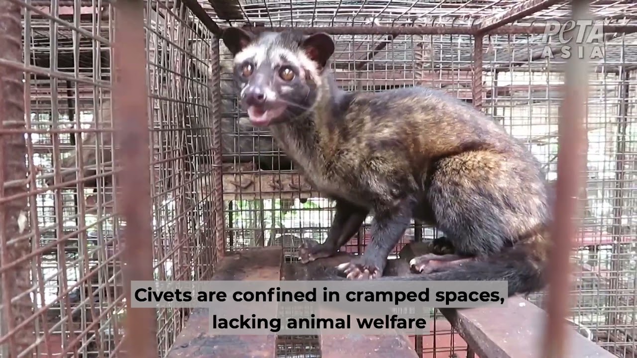 Top 5 Reasons To Put Civet Coffee In Your Blacklist