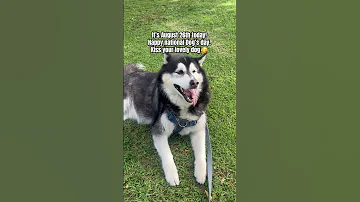 Happy National Dog S Day Dogparent Dogvideos Huskylife Mansbestfriend Doglove 