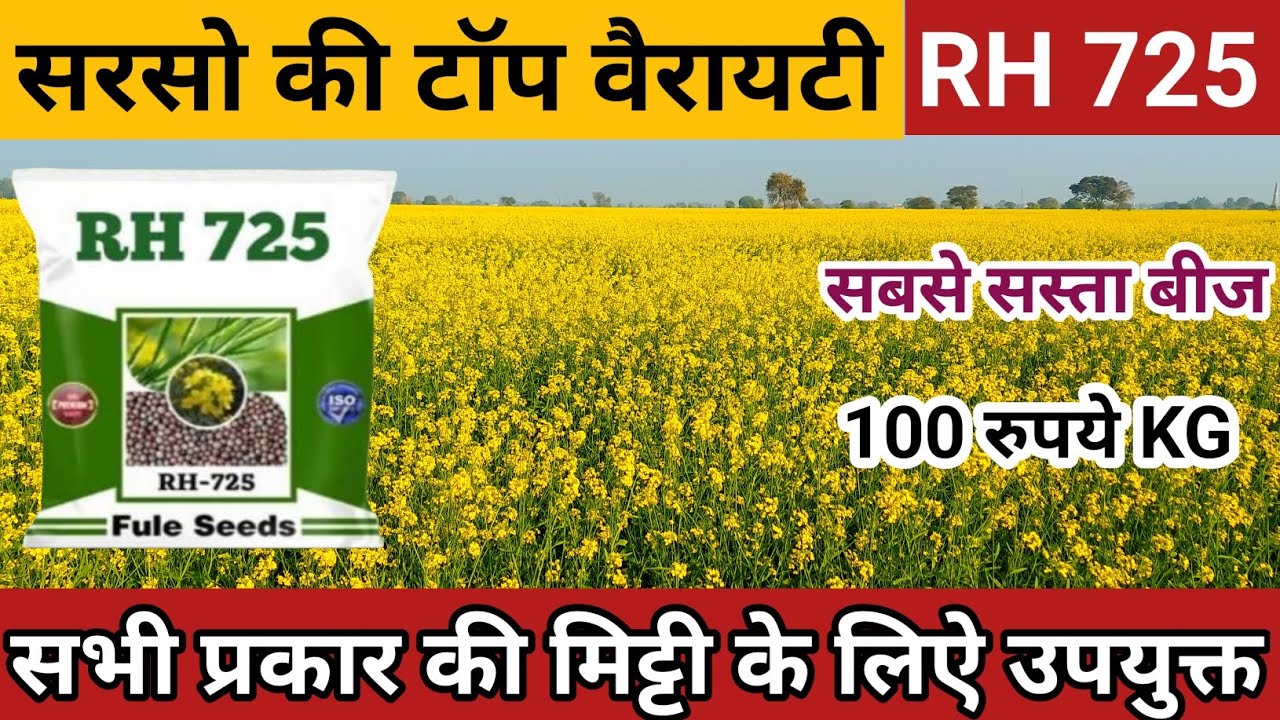 सबसे सस्ती और दमदार वैरायटी/RH 725 सरसों की टॉप वैरायटी/Sarso ki kheti/Rh 725 Mustard Variety