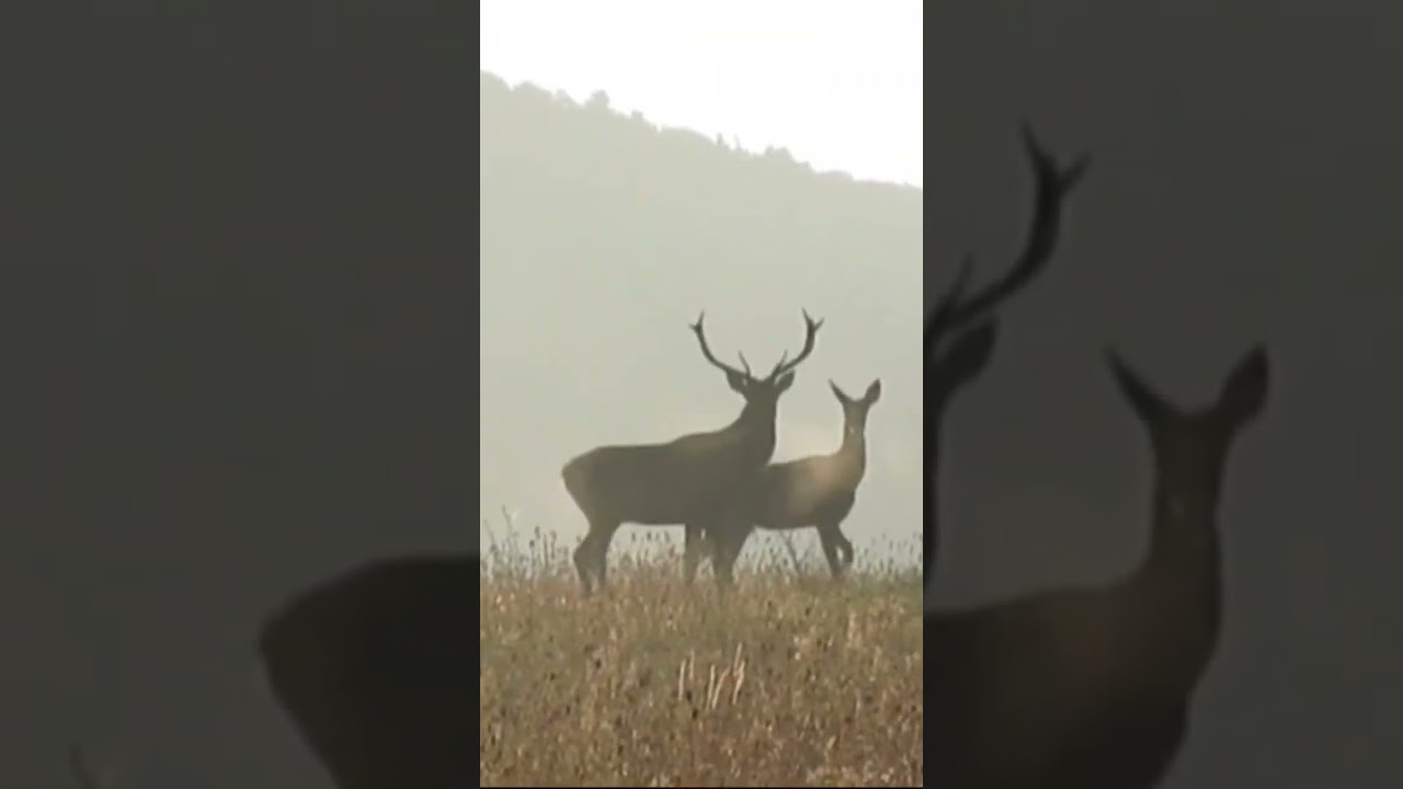 red deer rut 