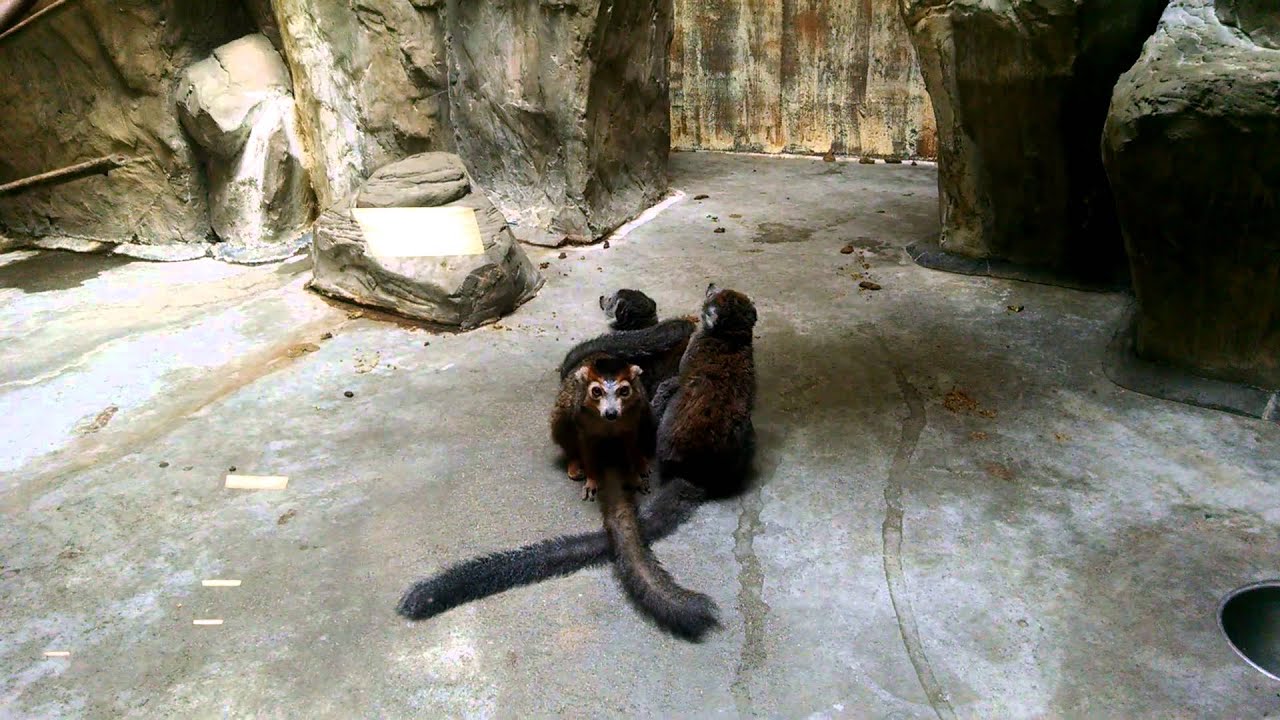 Lemur Grooming