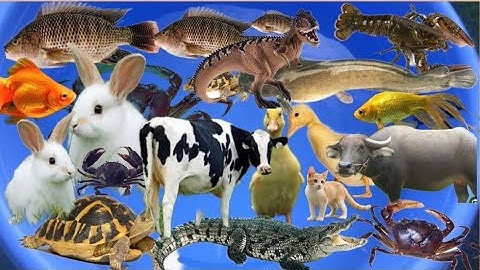 Con cá thật cá rô, con cua, con cá diếc, cá vàng, đồ chơi con tôm, bạch tuộc, con vịt, con rùa #21