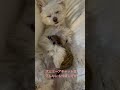 抱き合う犬とミーアキャット